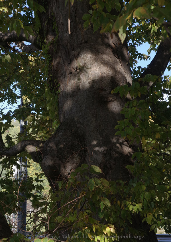 2511pl_keyaki@aotsuka_shimosuwa7217