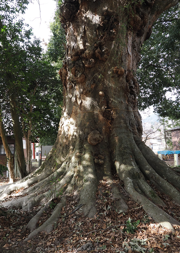 2602pl_keyaki@horinouchi_torisawa5033