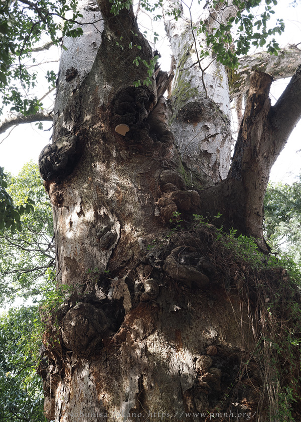 2602pl_keyaki@horinouchi_torisawa5037