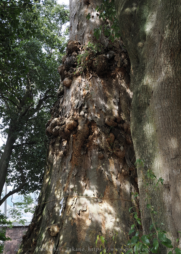 2602pl_keyaki@horinouchi_torisawa5043