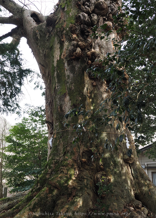 2602pl_keyaki@horinouchi_torisawa5070