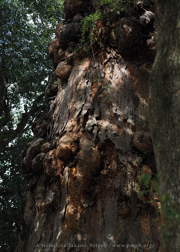 2602pl_keyaki@horinouchi_torisawa5130