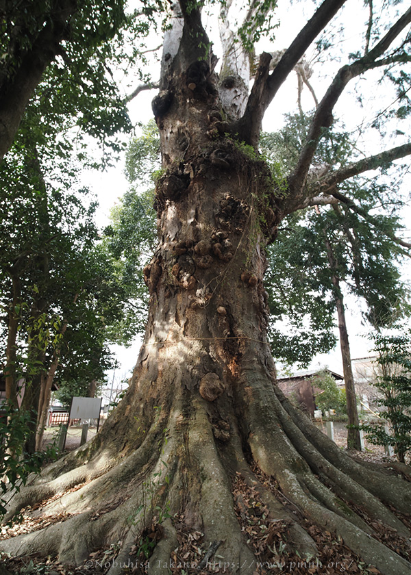 2602pl_keyaki@horinouchi_torisawa5141