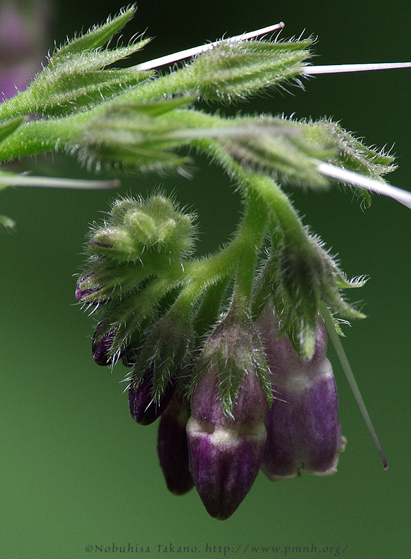 1506comfrey01