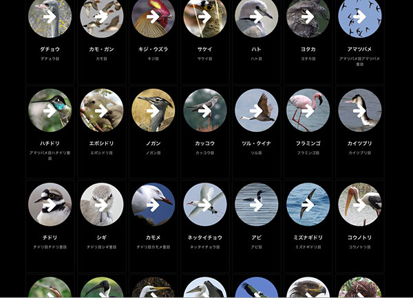 1912birds_newlook02