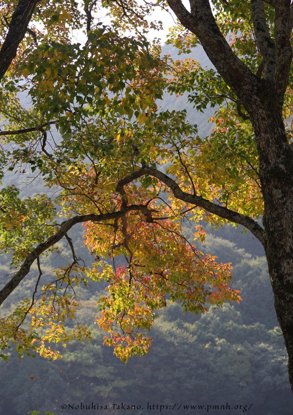 2511pl_nankinhaze@chijiwa0778