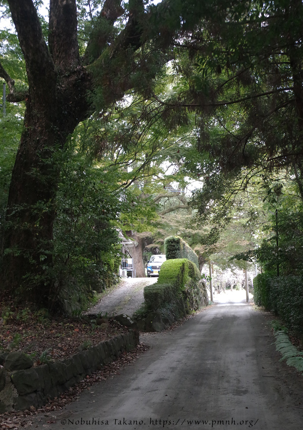 2511scape@inasajinja_shiraishi9163