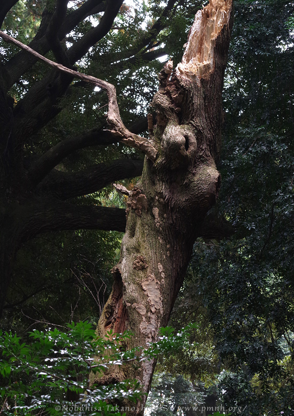 2511scape@tenmangu_chijiwa0916