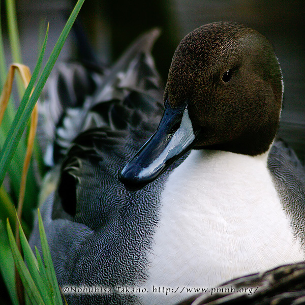 northern pintail - オナガガモ - Anas acuta