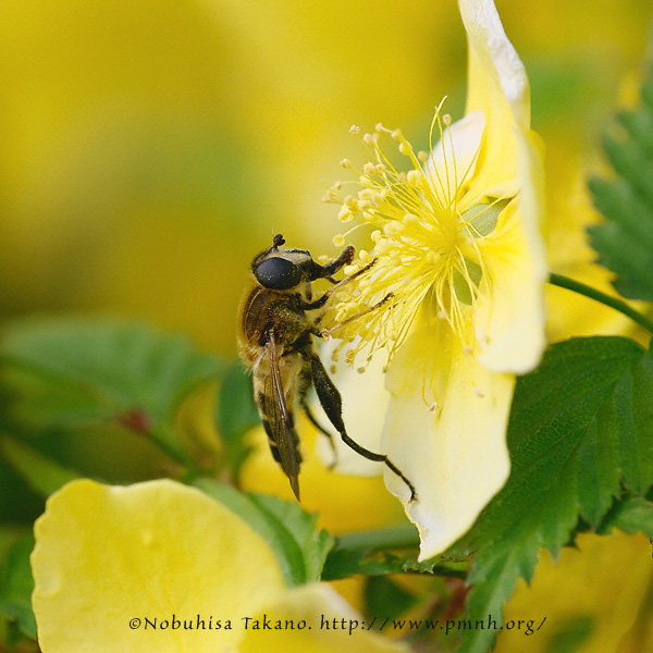 Helophilus virgatus